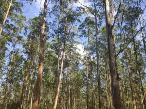 Muthanga Wildlife Safari