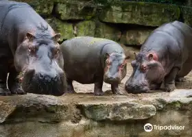 Zoo d'Amneville