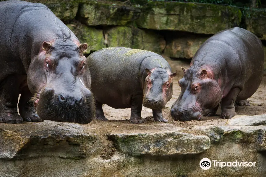 Zoo d'Amneville