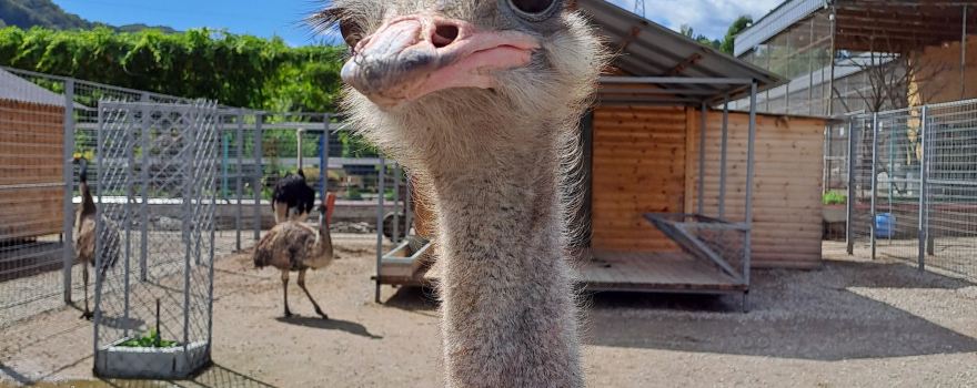 Nalchik Zoo