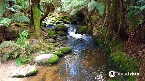 St Columba Falls Track