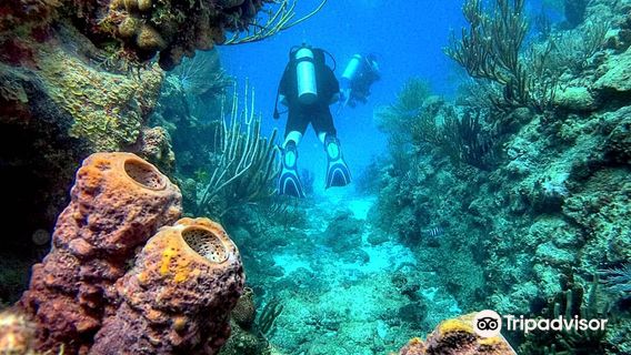 Superior Dive Sosua