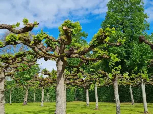 Hofgarten Veitshochheim