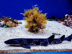 Getxo Aquarium