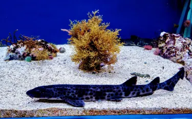 Getxo Aquarium Hotels in Getxo