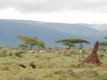Yabelo Wildlife Sanctuary