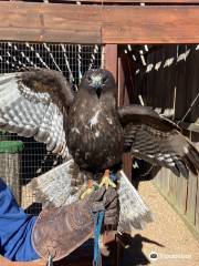 Eagle Valley Raptor Center