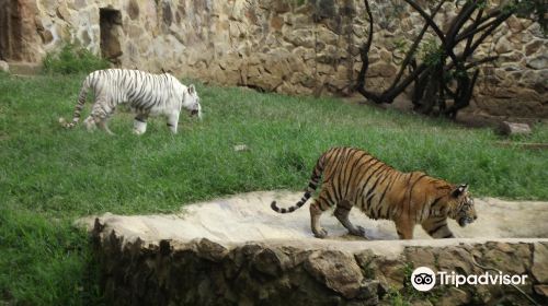 Zoologico de Cali