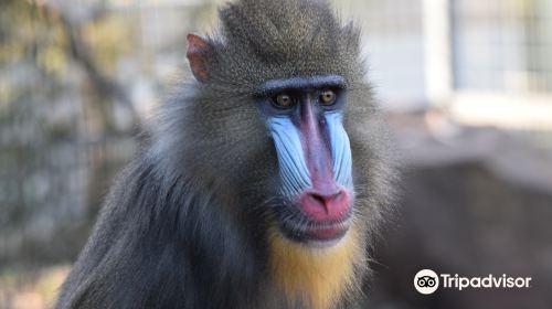 塔斯馬尼亞動物園