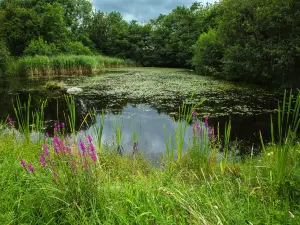 Brigit's Garden & Café