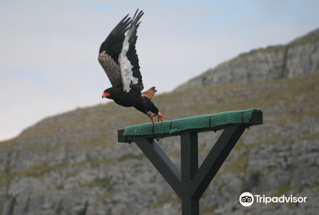 Burren Birds of Prey Centre Galway