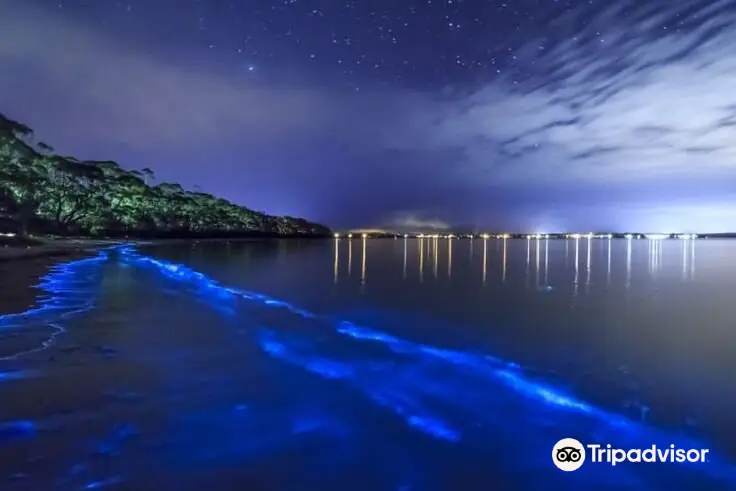 ビエケス島