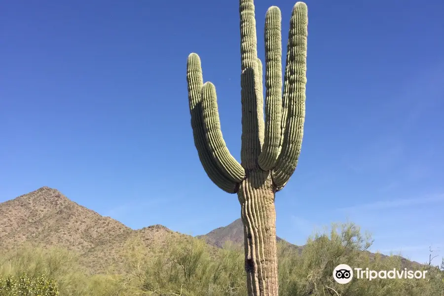 Sonoran Preserve -Desert Vista Trailhead