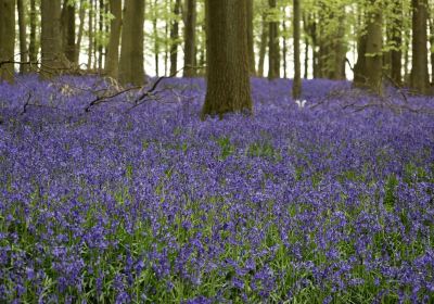 National Trust - Ashridge Estate