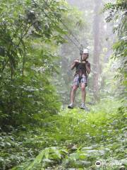 St. Lucia Rain Forest