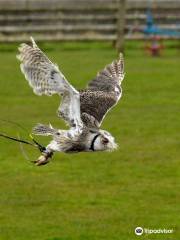 Hawkridge Bird of Prey Centre