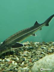 Aquarium of Kastoria