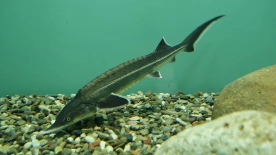 Aquarium of Kastoria