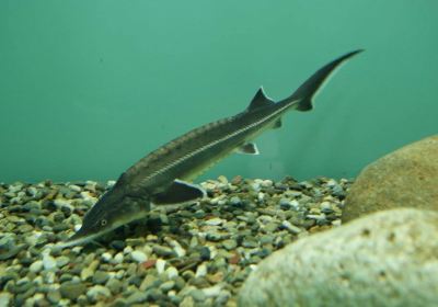 Aquarium of Kastoria