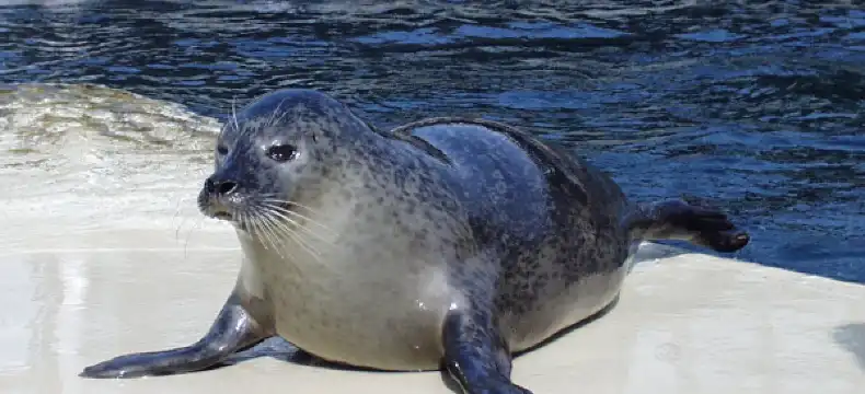 勒格羅－迪魯瓦