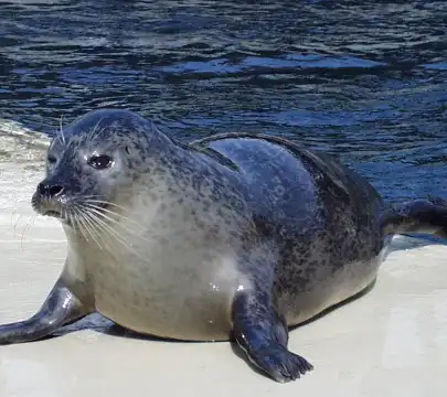 勒格羅－迪魯瓦Sowell住宿