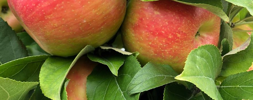 Doe Orchards