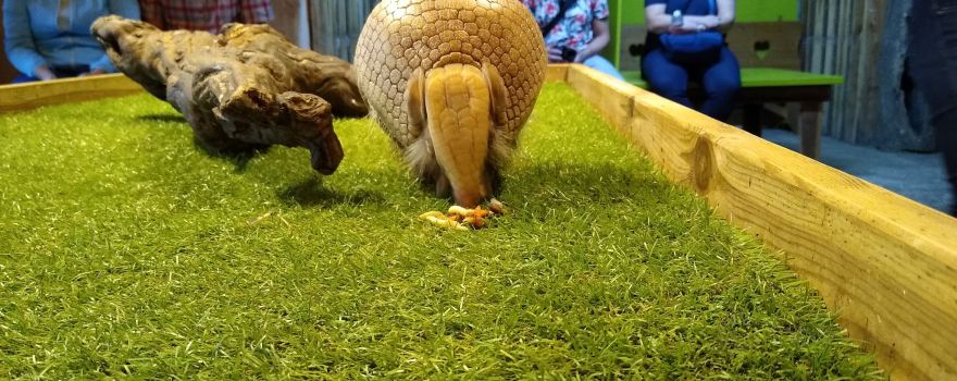 Zoo Bizar
