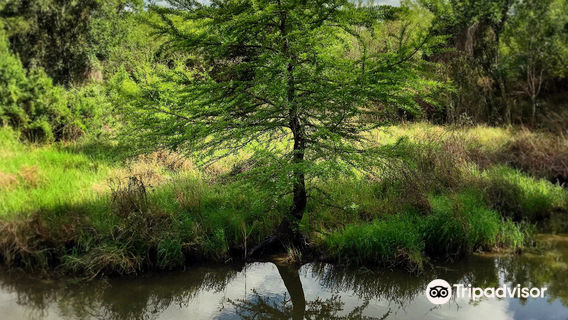 Frontera Audubon Society