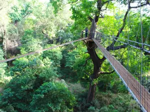 Lake Manyara Treetop Walkway