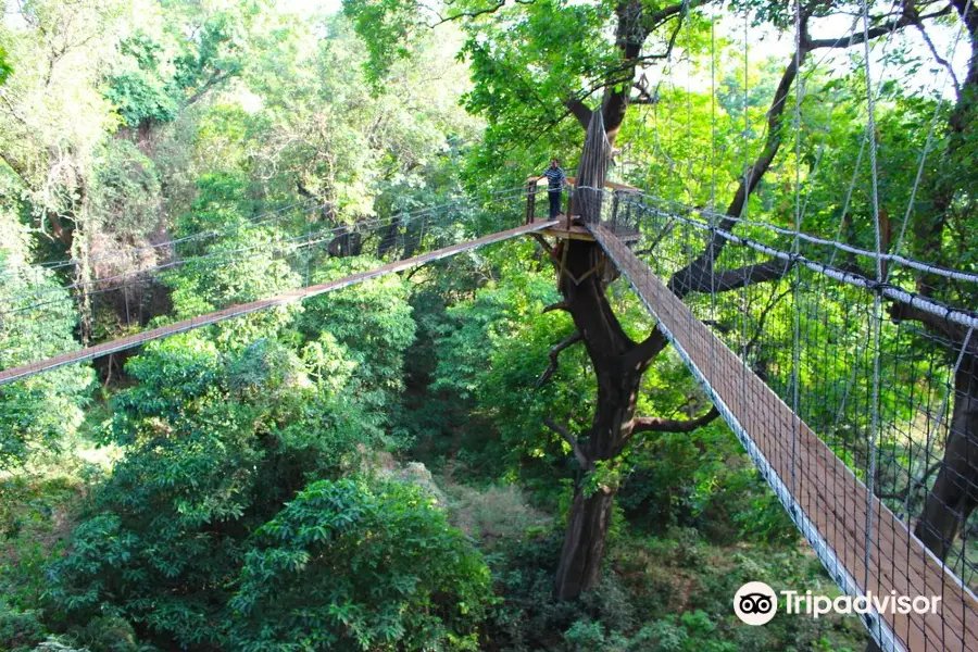 Lake Manyara Treetop Walkway