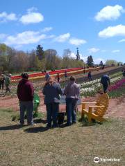 Points East Coastal Drive You Pick Tulips