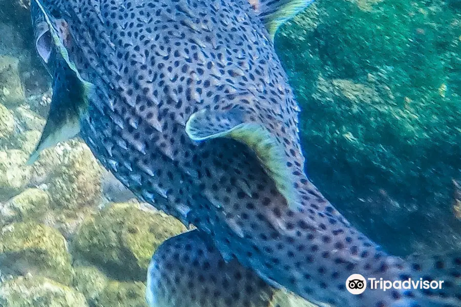 Gold Coast Dive Centre