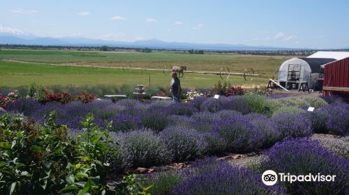 Cascade Lavender