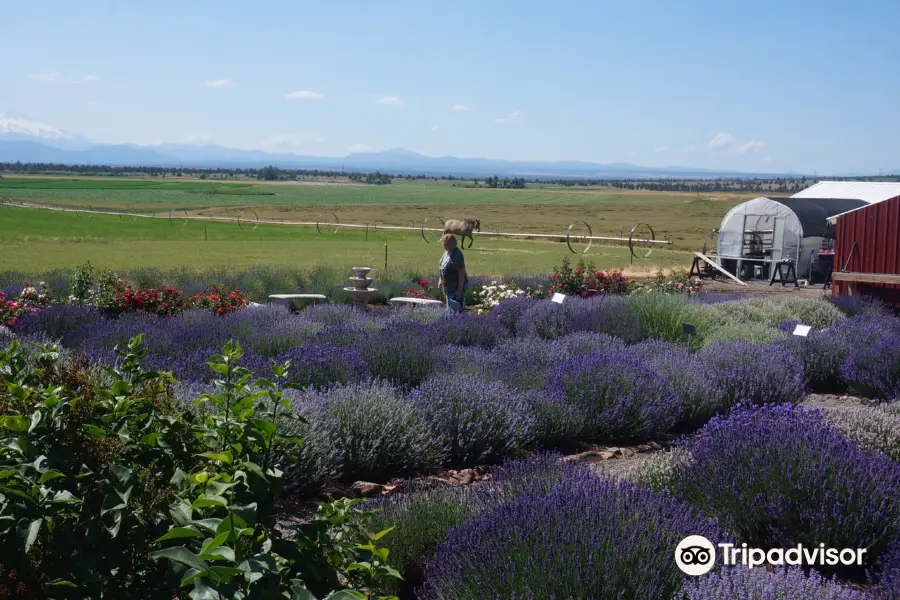 Cascade Lavender