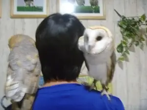 Owl Cafe Ricky