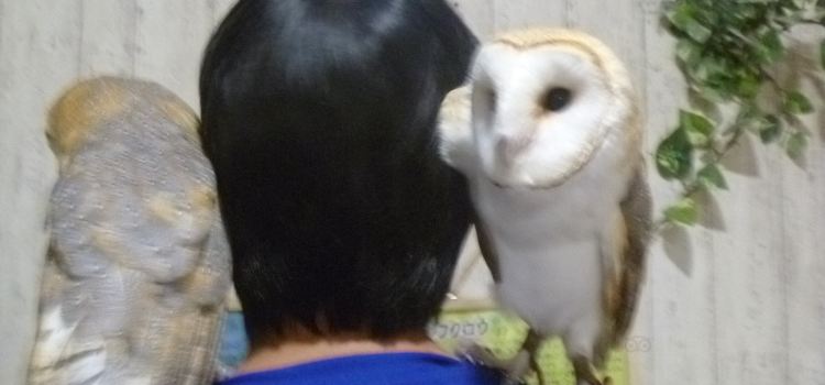 Owl Cafe Ricky