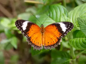 Coffs Harbour Butterfly House