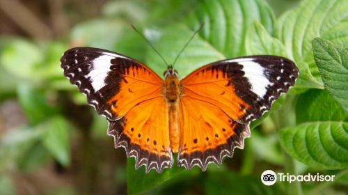 Coffs Harbour Butterfly House