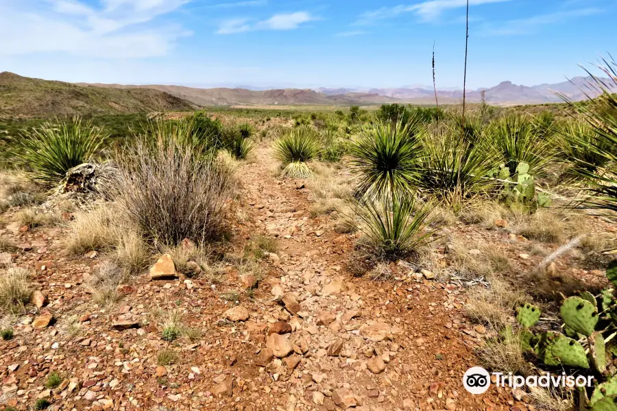 Chihuahuan Desert