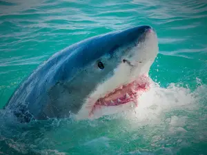 Shark Cage Diving