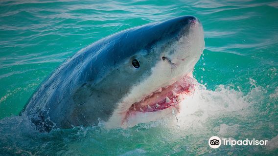 Shark Cage Diving