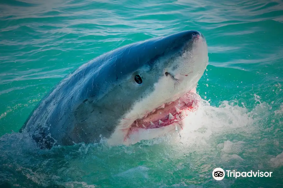 Shark Cage Diving