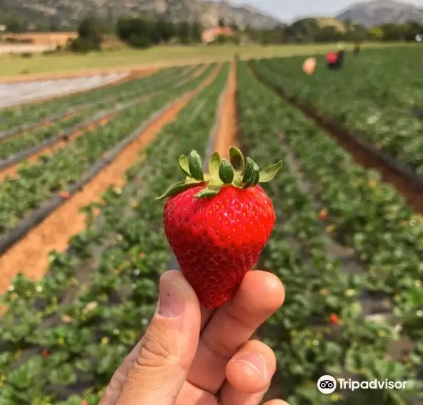 Temecula Valley Strawberry Farms