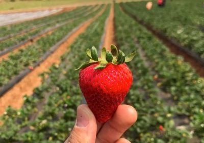 Temecula Valley Strawberry Farms