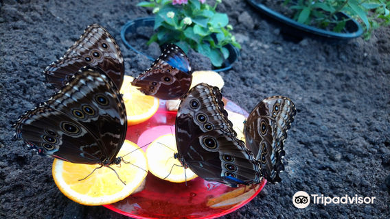 Motylarnia Wladyslawowo