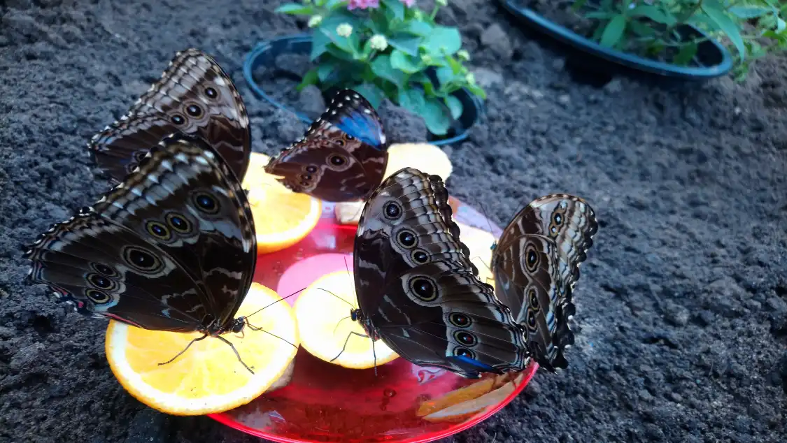 Motylarnia Wladyslawowo附近的飯店