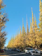 Avenida de Árboles Ginkgo del Jingu Gaien