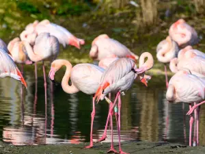 Pensthorpe