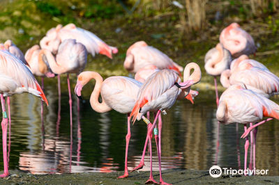Pensthorpe