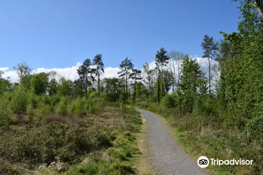 Belvoir Park Forest